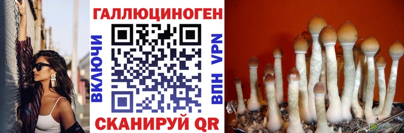 Купить  Отрадное  Галлюциногенные грибы Psilocybine cubensis 